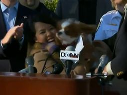 la enfermera se reencontro con su perro la enfermera se reencontro con su perro