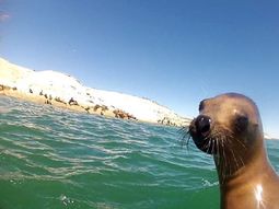 Playa, lobos y aventura: Puerto Madryn tiene de todo para el verano