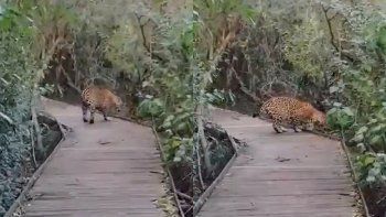 video: turistas filman por primera vez a un yaguarete en corrientes