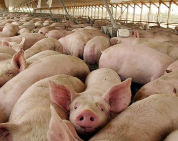 Alarma en China: hallan un nuevo virus con potencial de pandemia que transmiten los cerdos