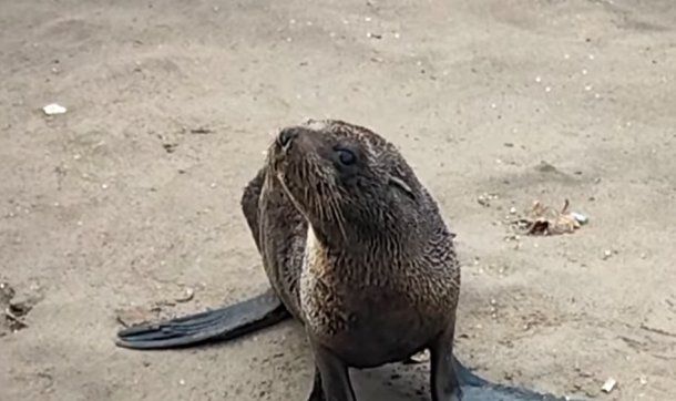 Triste postal del ciclón extratropical en Mar del Plata: un lobito marino quedó varado en la playa