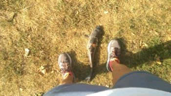 una mujer quedo lesionada tras ser golpeada por un pez que cayo del cielo una mujer quedo lesionada tras ser golpeada por un pez que cayo del cielo