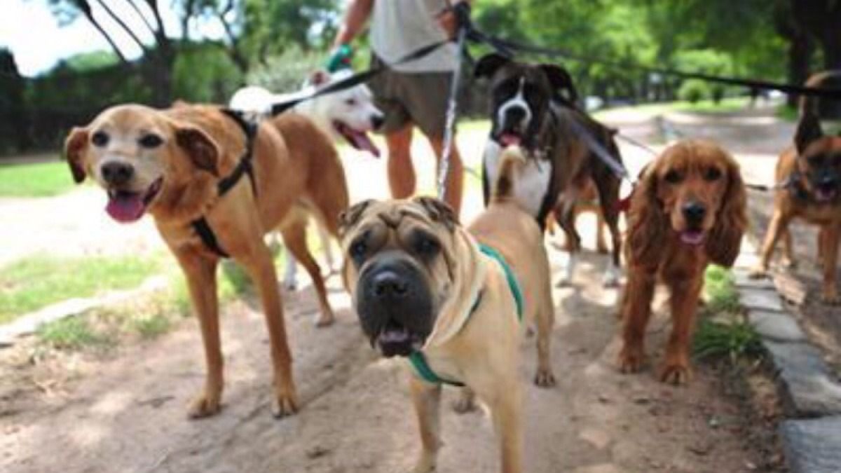 Amores Perros Argentina El País Con Más Mascotas Por Habitante