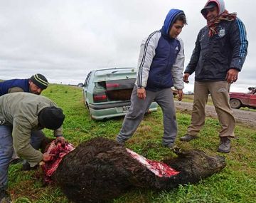 Carnearon a los animales en la ruta