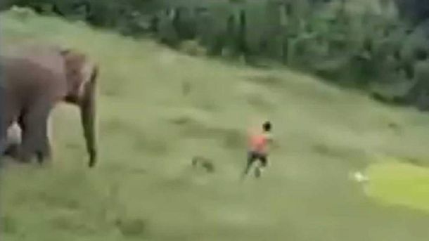 India: un elefante mató a un nene a pisotones