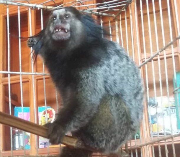 Denunciaron que robaron otro mono del ex zoológico de La Plata: el segundo en un mes