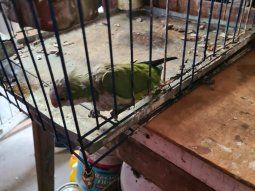 Rescatan animales de un criadero ilegal en la Ciudad