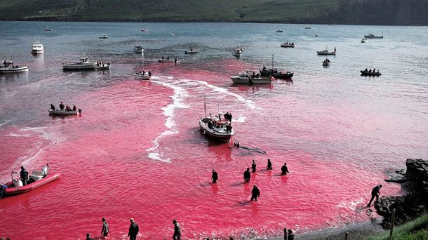 Divulgan las fotos dramáticas de la masacre de 250 ballenas