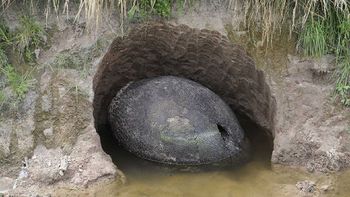 sorprendente hallazgo: encontraron en punta alta los restos de un gliptodonte sorprendente hallazgo: encontraron en punta alta los restos de un gliptodonte