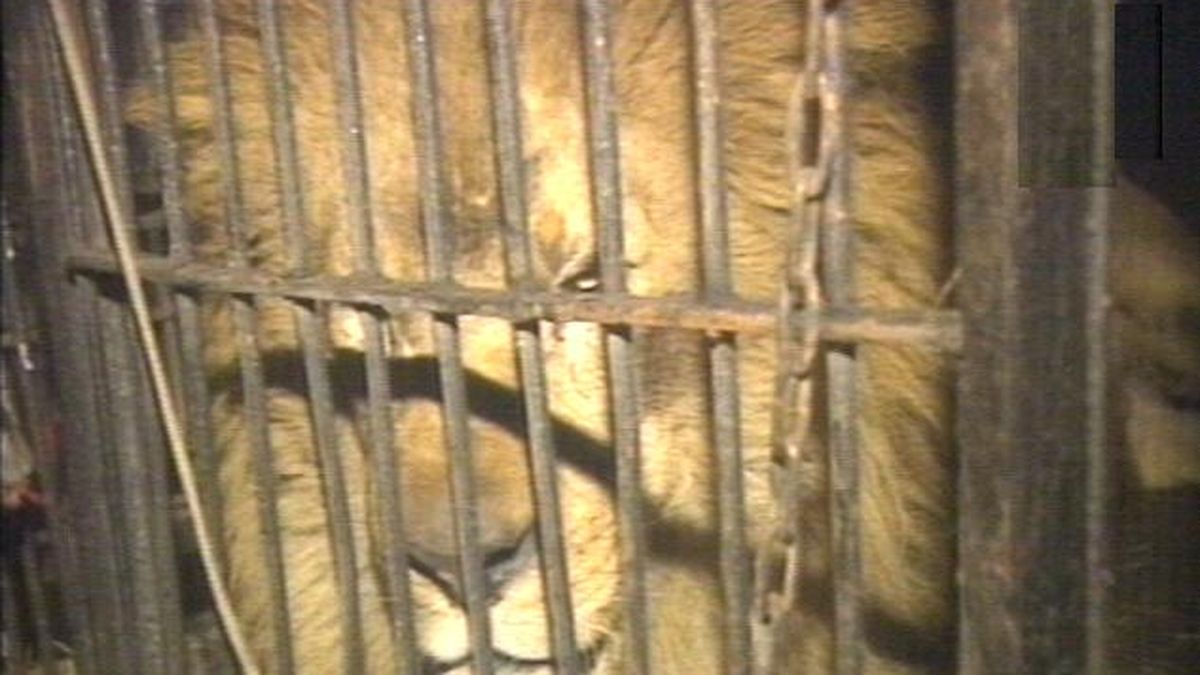 Horror en una granja didáctica: seis leones se comen al cuidador