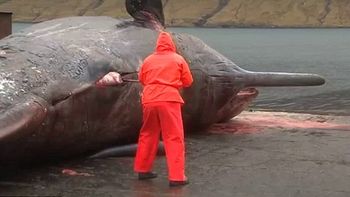 una ballena explota cuando un biologo abre su cadaver una ballena explota cuando un biologo abre su cadaver