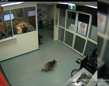 VIDEO: Mirá al koala que pasea por un hospital como si fuese su casa