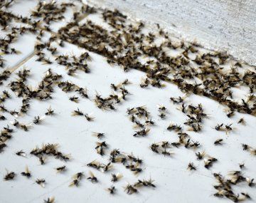 Hormigas voladoras invaden el AMBA