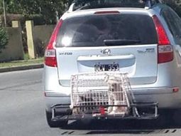 ¿cual sera la multa para el conductor? ¿cual sera la multa para el conductor?