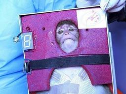 Irán revela que envió otro mono al espacio y regresó con vida