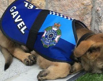 Gavel, el perro manso