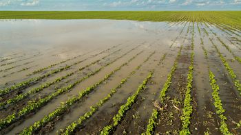 Las intensas lluvias en Uruguay afectaron plantaciones y cosechas. Las intensas lluvias en Uruguay afectaron plantaciones y cosechas.