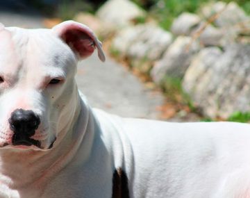 Dos dogos y un pitbull atacaron a un nene de tres años: quedó internado