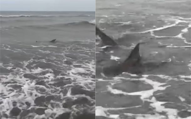 VIDEO: Susto en Monte Hermoso por la aparición de tres tiburones en el mar