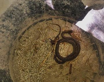 Pánico en una casa por una víbora