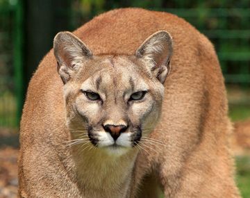 Un chico de 8 años sobrevivió al ataque de un puma que le mordió la cabeza