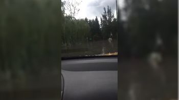 ¡malena reza! el viral del que se hizo eco hasta manu ginobili ¡malena reza! el viral del que se hizo eco hasta manu ginobili