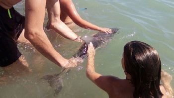 Muere una cría de delfín por el estrés generado por los turistas Muere una cría de delfín por el estrés generado por los turistas