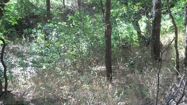 ¿Podés encontrar al soldado camuflado en estos escenarios?