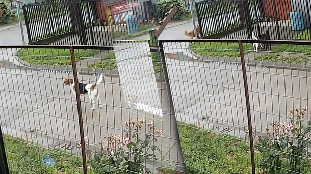 VIDEO: La reacción de un grupo de perros ante el sismo en Chile