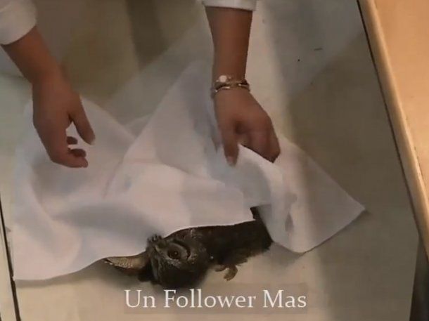 Una participante de Gran Hermano Chile hizo brujería para revivir a un animal