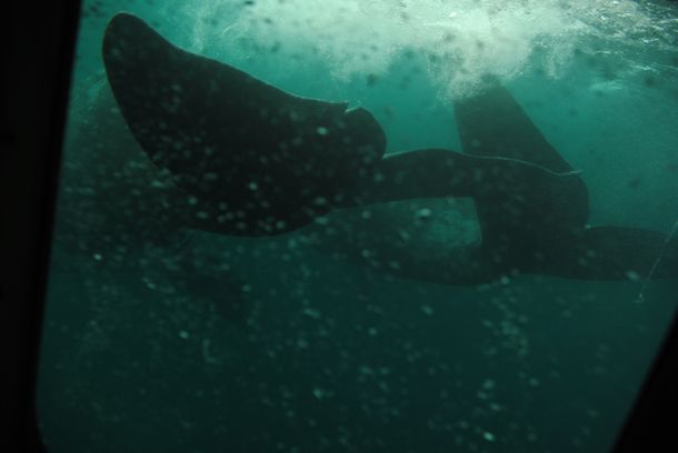 El avistaje se realiza desde Puerto Pirámides