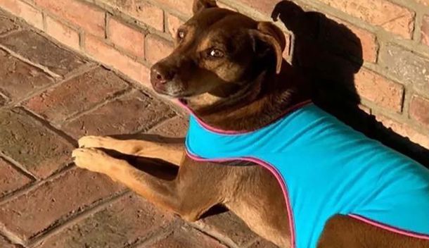 Buscaba a su perrita China que huyó asustada por la pirotecnia: la encontró muerta, atropellada por un auto