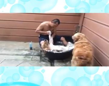 Relax absoluto: un perro disfruta de su baño de espuma