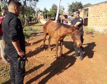 VIDEO: Rescataron a un caballo que cayó dentro de un pozo