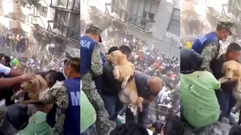 emotivo rescate de un perro entre los escombros de ciudad de mexico emotivo rescate de un perro entre los escombros de ciudad de mexico