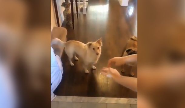 El video de cómo le avisan a una perra sorda que va a salir a caminar resurgió en Twitter