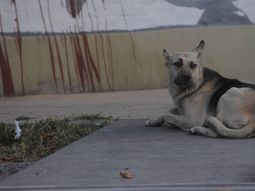 Un hombre murió hace un mes y su perro lo espera en la puerta de la sala velatoria Un hombre murió hace un mes y su perro lo espera en la puerta de la sala velatoria