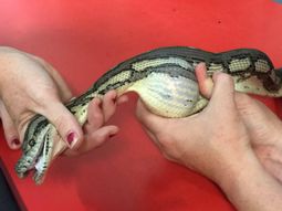 Una serpiente se tragó una pelota de tenis Una serpiente se tragó una pelota de tenis
