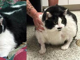 preocupa una gata que es obesa preocupa una gata que es obesa