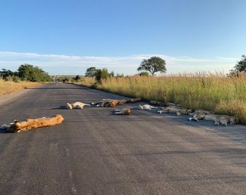 Las impresionantes imágenes de leones descansando en una ruta de Sudáfrica