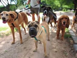 Argentina, el país con más mascotas 