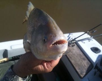 Cierran un balneario por el ataque de palometas