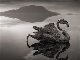 Un lago de Tanzania convierte a los animales en estatuas