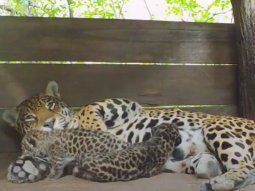 Nacieron dos yaguaretés en El Impenetrable de Chaco