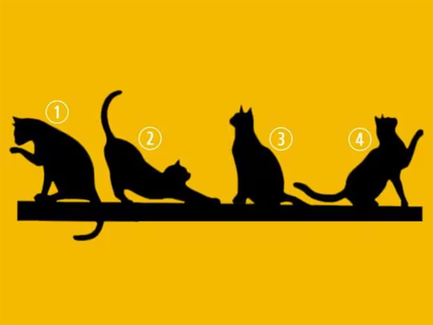 Test viral: descubrí tu propósito en la vida según el gato que elijas