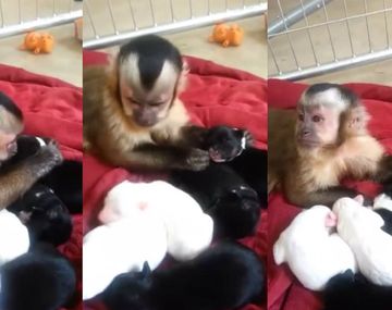 Mirá el tierno video de este monito