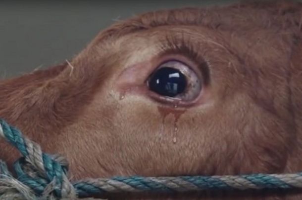 VIDEO: Una vaca llora al ser rescatada del matadero