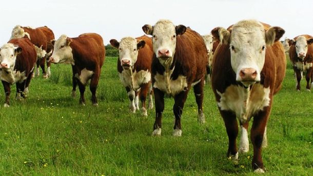 Buena perspectiva ganadera: el stock de vacunos se recuperará en 2016