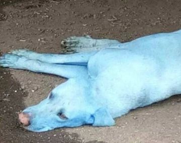 El extraño caso de los perros azules de la India