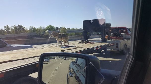 La foto de un perro arriba de un camión que se hizo viral en Estados Unidos